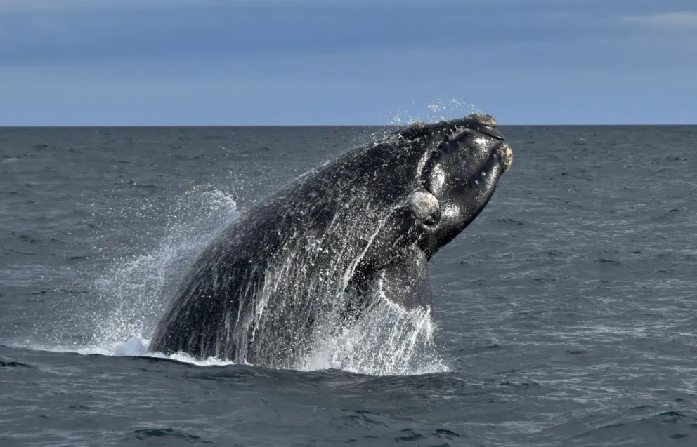 El Gobierno prohibió una investigación de la ballena franca austral: conoce el insólito motivo