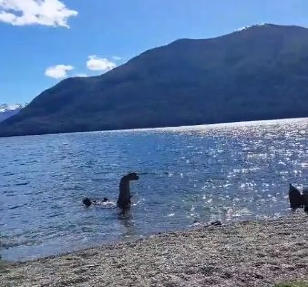 Pensaron que habían capturado al "Nahuelito",  pero era nada más que un tronco seco 