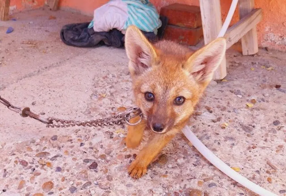 Rescataron a una zorrita de tres meses que estaba encadenada en el patio de una casa