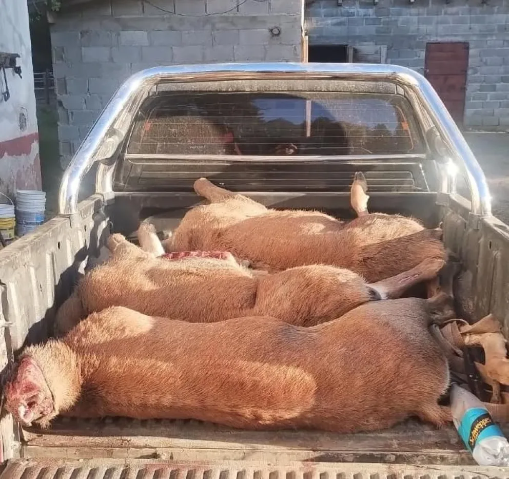 Llevaban cuatro ciervos cazados sin autorización y uno de los infractores agredió a un policía