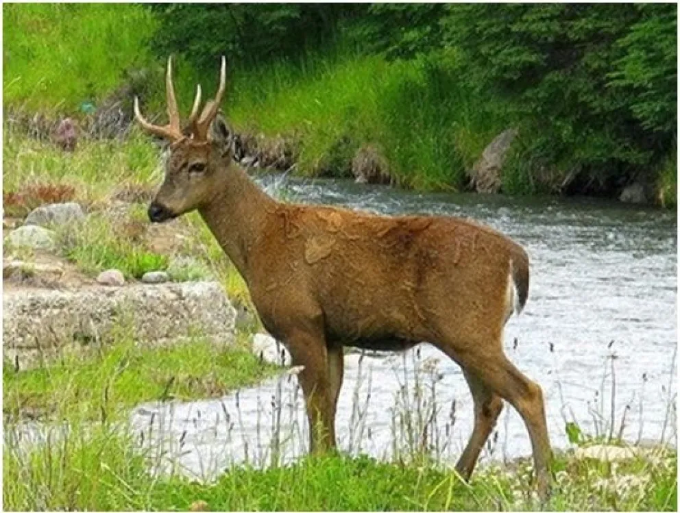 ¿Cómo le fue al huemul en la última Lista Roja de la UICN?