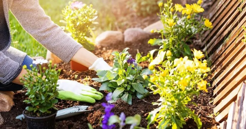 El truco casero para erradicar por completo a las hormigas de tu jardín