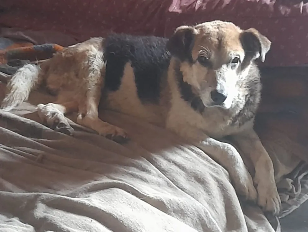 Conciencia Animal Bariloche invita a la feria para colaborar con Octavio