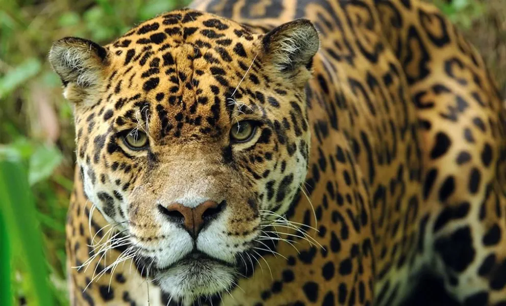 Si por aquí nunca hubo tigres, ¿qué quiere decir nahuel?