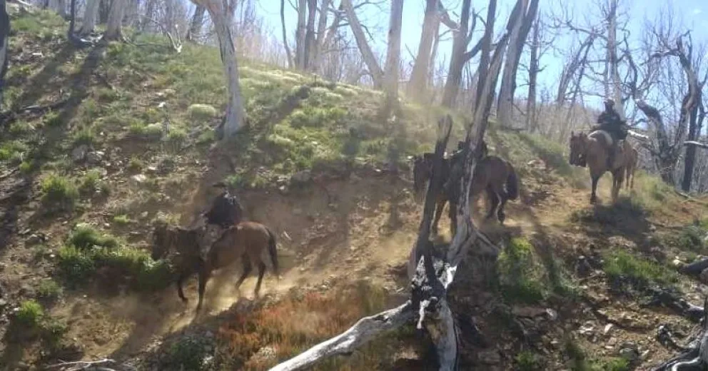 Siguieron rastros por 19 kilómetros hasta dar con los animales faenados