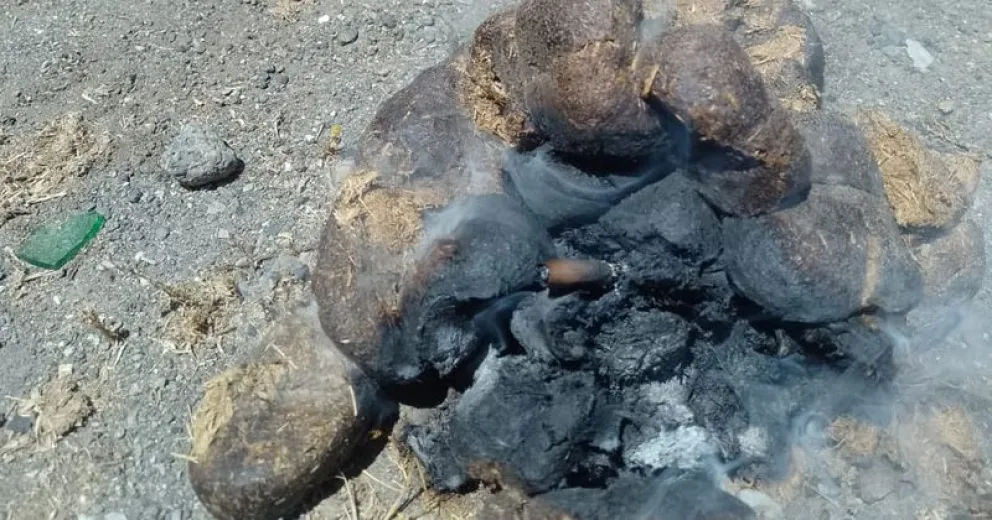 Un habano mal apagado en la bosta de un animal casi provoca un desastre en Pampa Linda