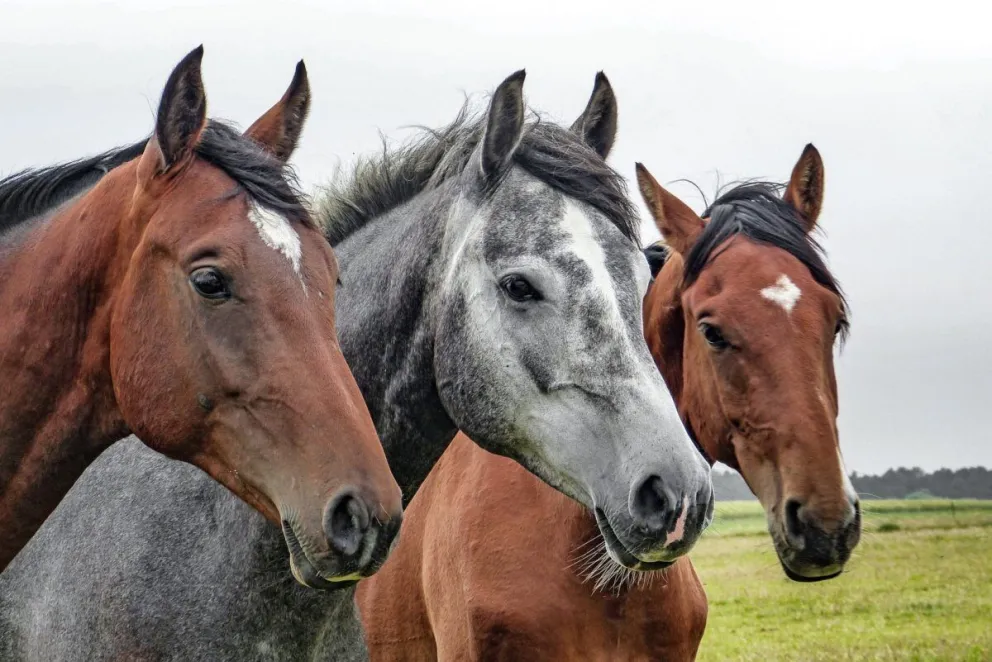 Se confirmó la primera víctima mortal por encefalitis equina 