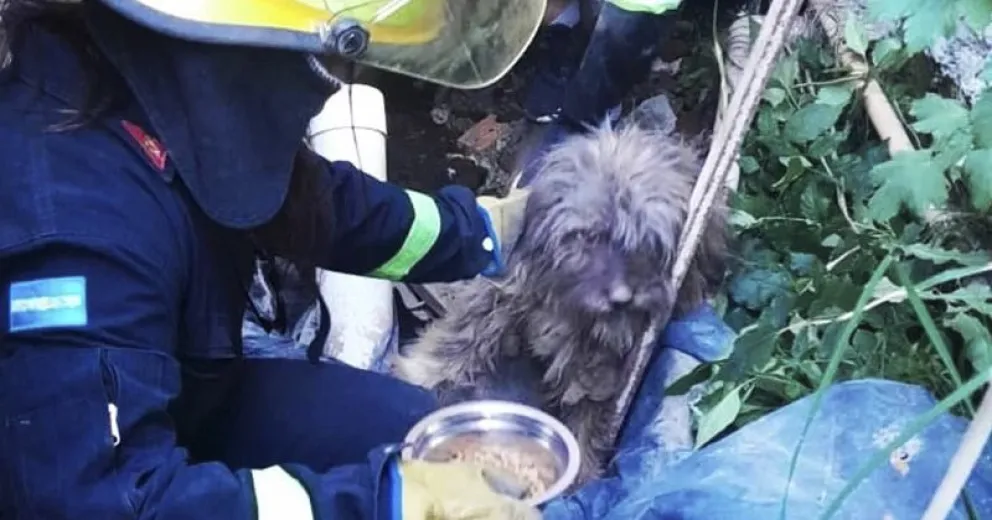 Bomberos voluntarios tuvieron dos salidas para rescatar mascotas