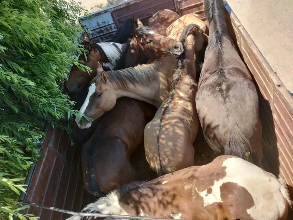 Retuvieron un camión que transportaba caballos sin documentación