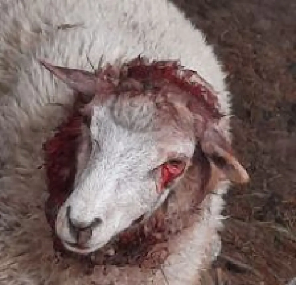 Dogo se coló en una parcela y mutiló y asesinó ovejas 