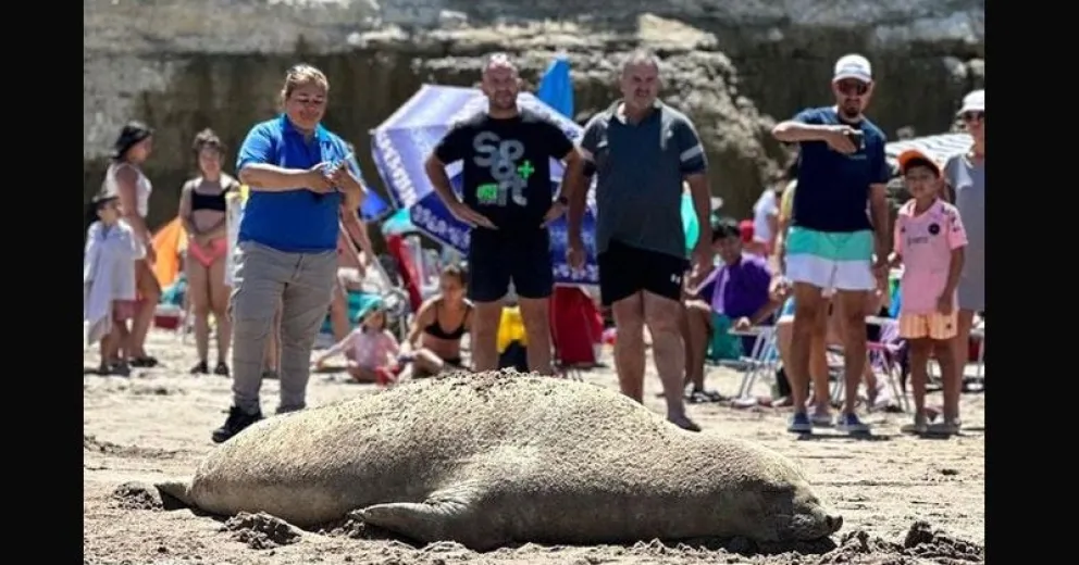 Una elefanta marina visitando las playas de Las Grutas