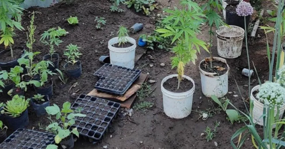 Secuestraron un arma de fuego y 50 plantas de marihuana