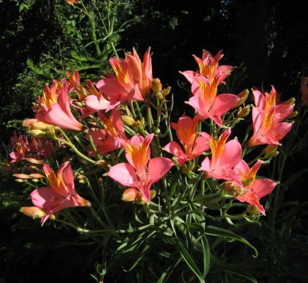 La Sociedad de Horticultura festeja sus 80 años de amor por las plantas