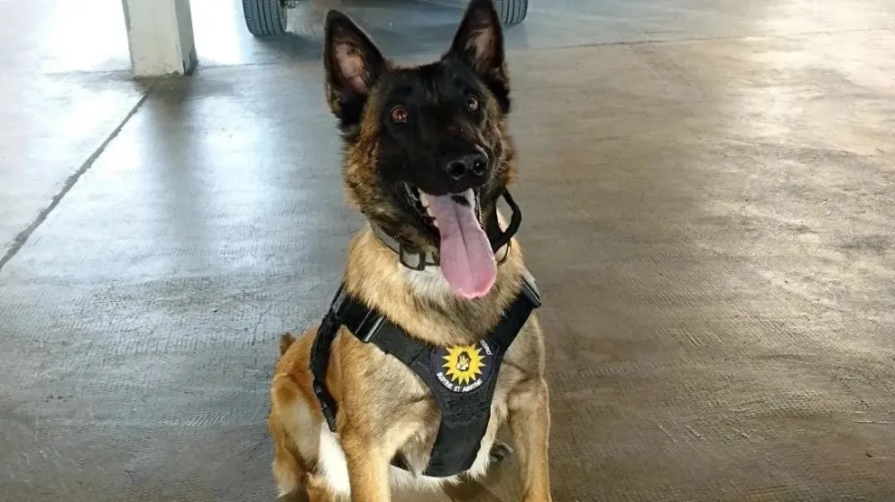 Roma, la infalible nariz canina que combate el narcotráfico en Río Negro