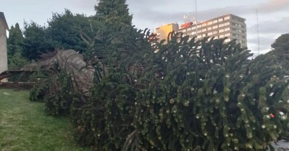 ¿Qué le pasó a la araucaria del Centro Cívico?