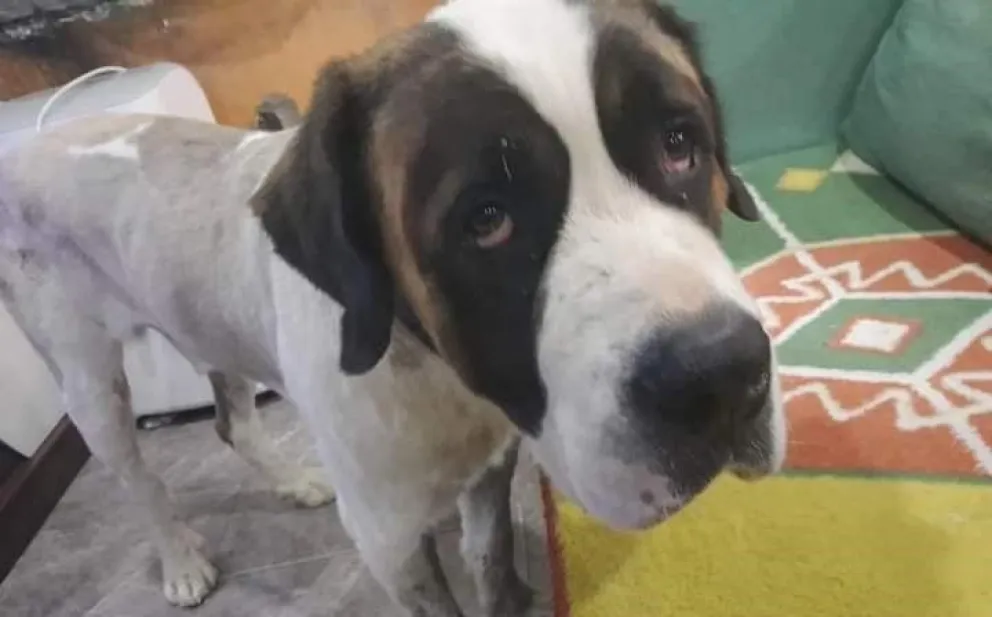 Se busca familia para "Malú", un perro San Bernardo al que adoptaron en Bariloche y abandonaron en Neuquén