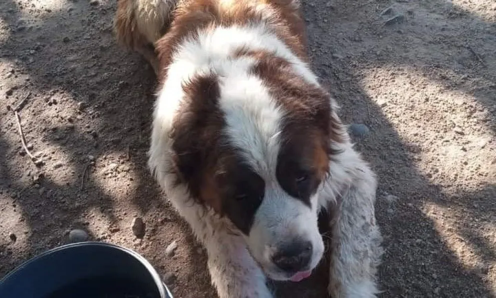 Una barilochense va a adoptar al San Bernardo neuquino y ya estan preparando su traslado
