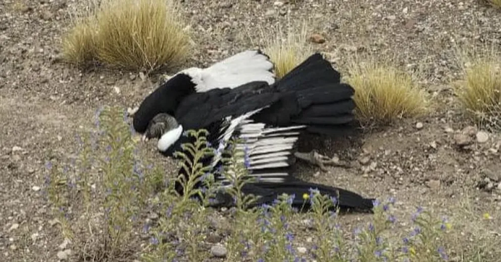 Por la gravedad de su estado, la hembra de cóndor debió ser trasladada 