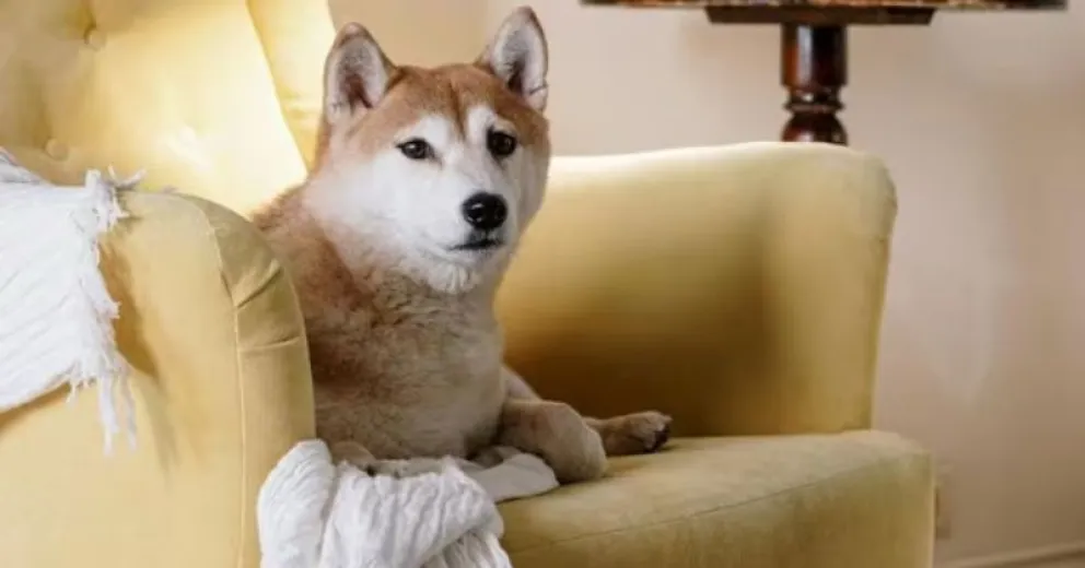 Cuál es el truco casero para que el perro no orine ni se acueste en el sillón