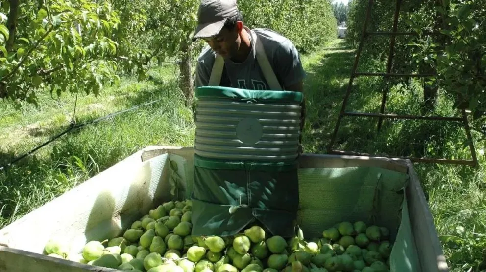 Con subas en las ventas, comienza la exportación de frutas rionegrinas
