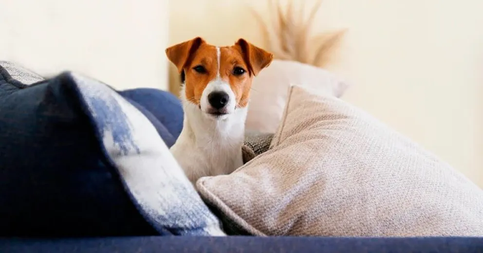 El infalible truco con vinagre para proteger a los sillones de tus mascotas