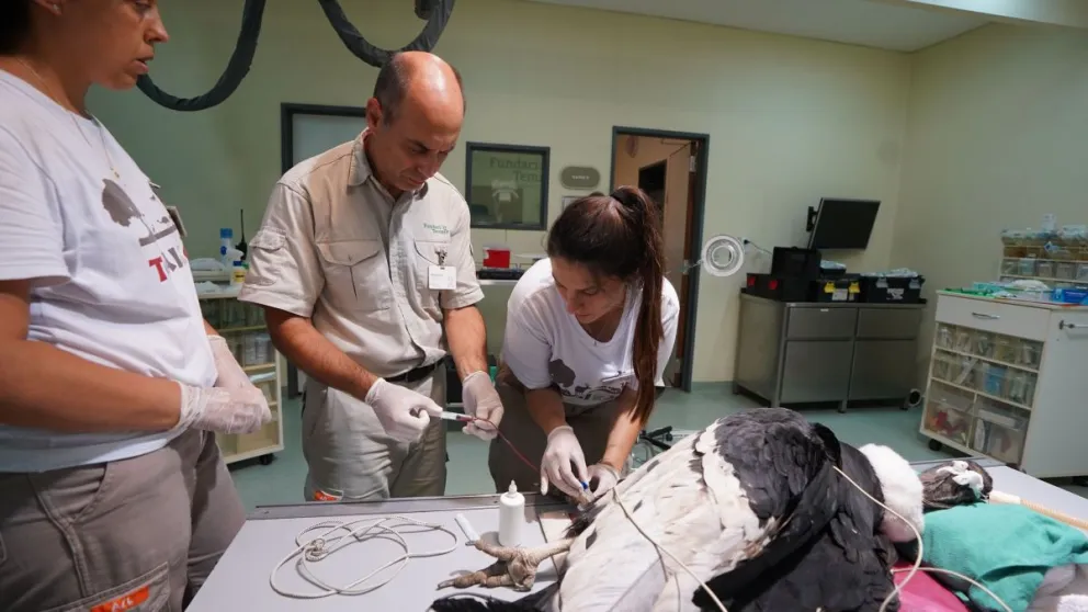 Parte veterinario del estado de salud de la cóndor hembra rescatada por los choferes