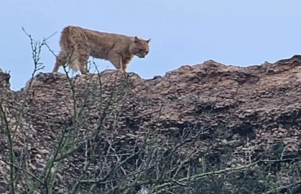 Una ciudad del Alto Valle vivió unos días en alerta debido a la aparición de dos pumas en la zona