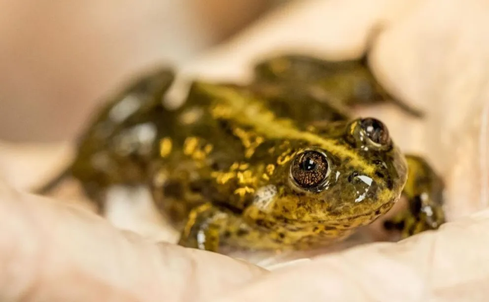 Liberan ejemplares de la Ranita del Valcheta como acción para preservar la especie