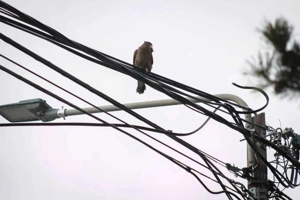 Corte de energía programado para mañana en algunos sectores de la ciudad