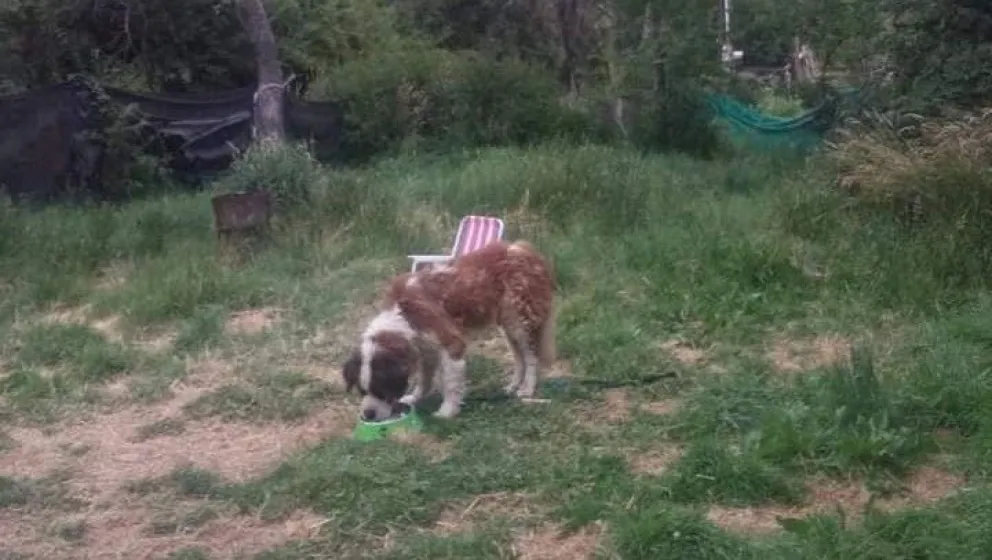 El san Bernardo neuquino ya está con su nueva familia en Bariloche 