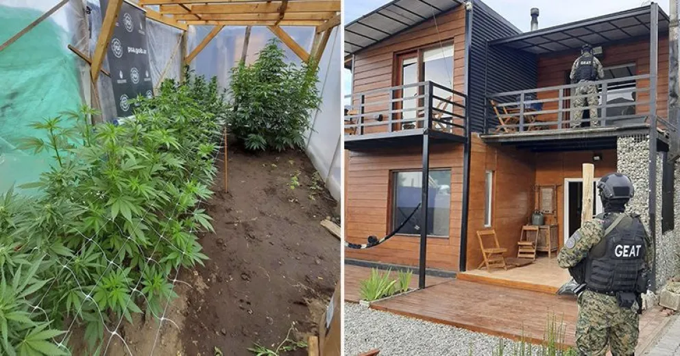 En fotos, así fue el allanamiento en el que secuestraron LSD, 3 kilos de marihuana y plantas de cannabis