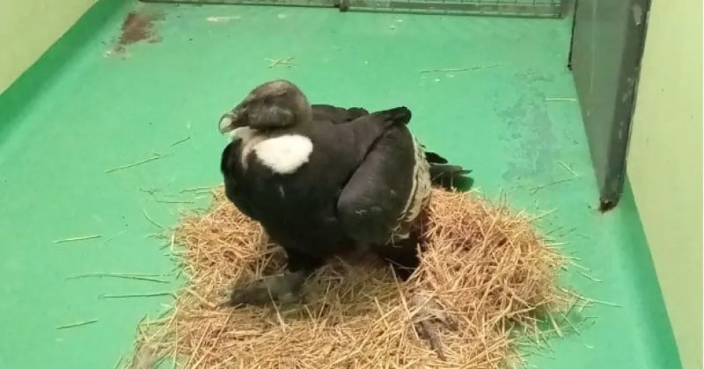 La hembra de cóndor andino atraviesa un proceso infeccioso