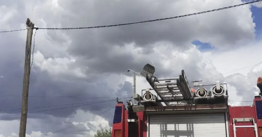 Rescatan un gatito que no podía bajar de un poste