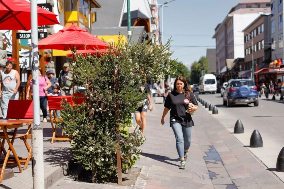 Crecen a buen ritmo los arrayanes plantados en calle Mitre