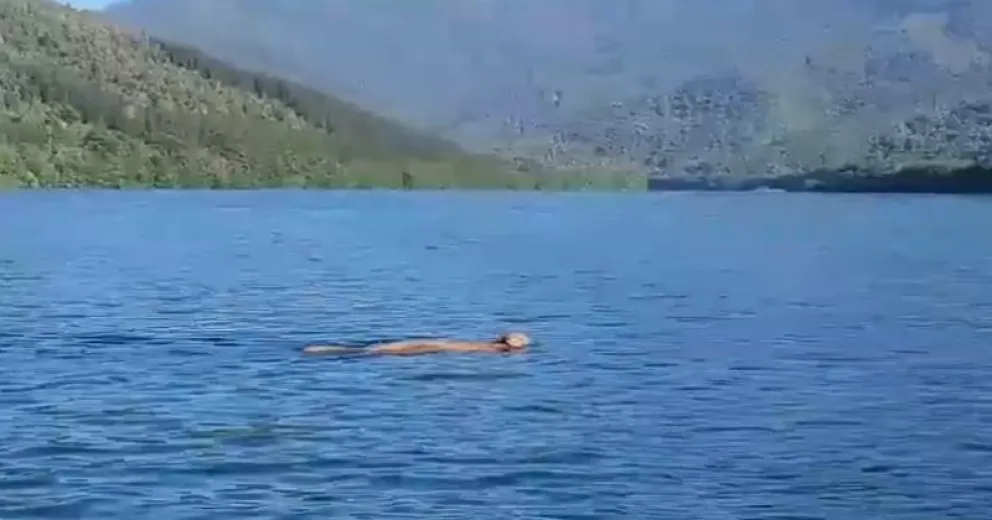 Tan inusual como emocionante: Filmaron a un puma nadando