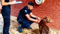 Misiones: detuvieron a un hombre que arrastraba a su perro con una soga mientras manejaba 