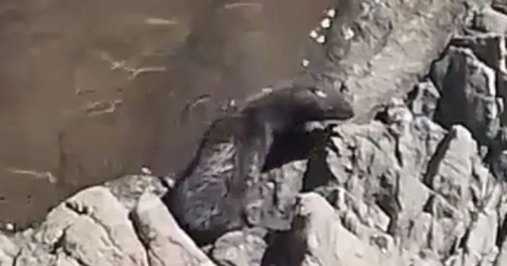 Filmaron un visón en la costa del río Ñirihuau
