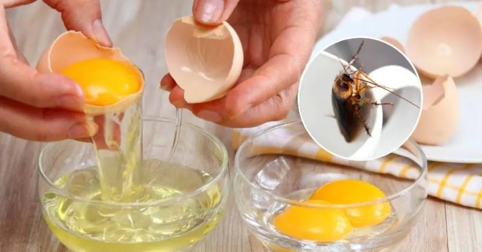 Cómo eliminar a los insectos de tu hogar utilizando claras de huevo