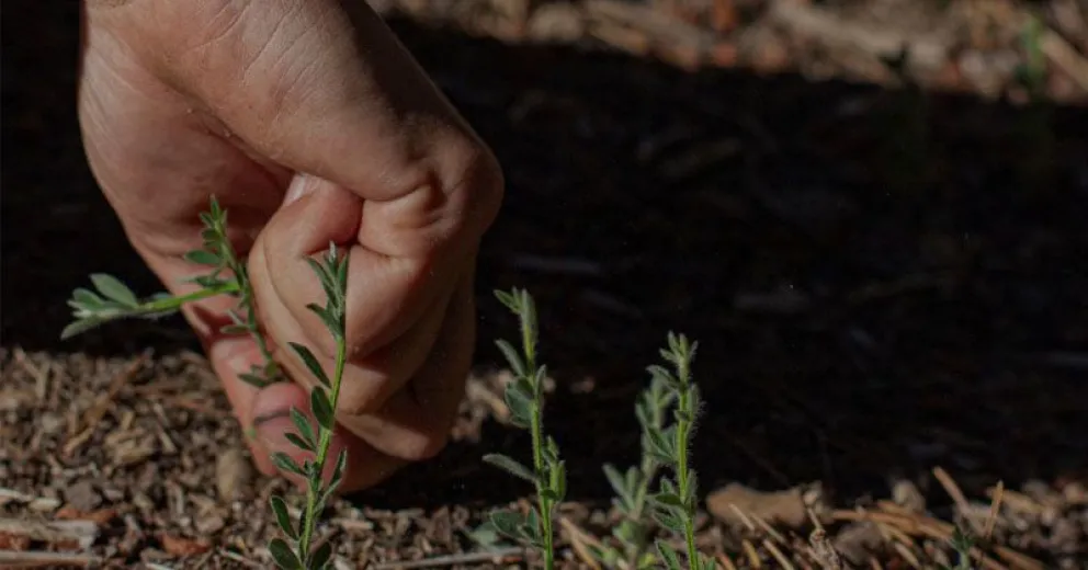 Invitan a Jornada en el Vivero de la Usina de Nativas del Parque Nacional Nahuel Huapi