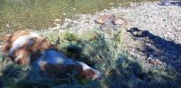 Investigan la misteriosa aparición de animales muertos a orillas del río  