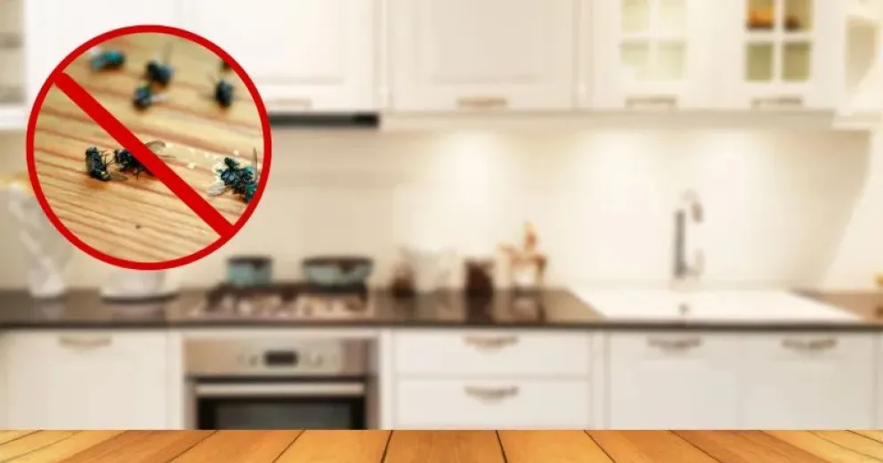 Cómo se pueden eliminar los insectos de una casa usando pepino