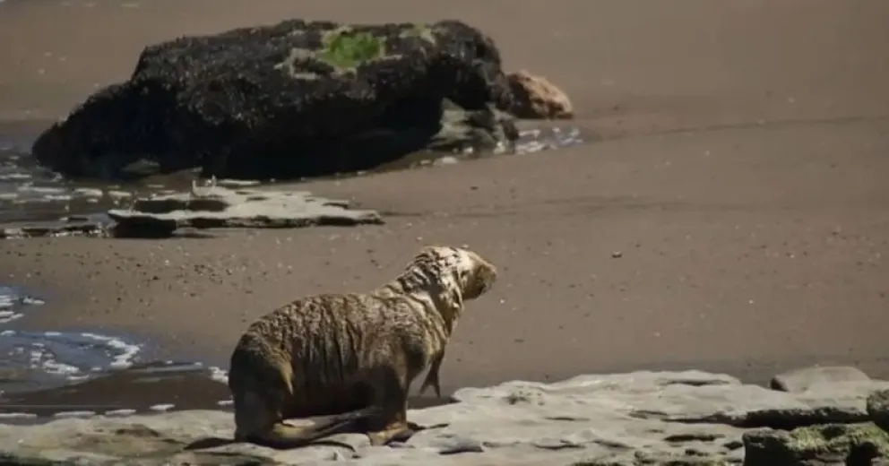 Debieron sacarle un anzuelo clavado a un lobo marino y piden tomar conciencia