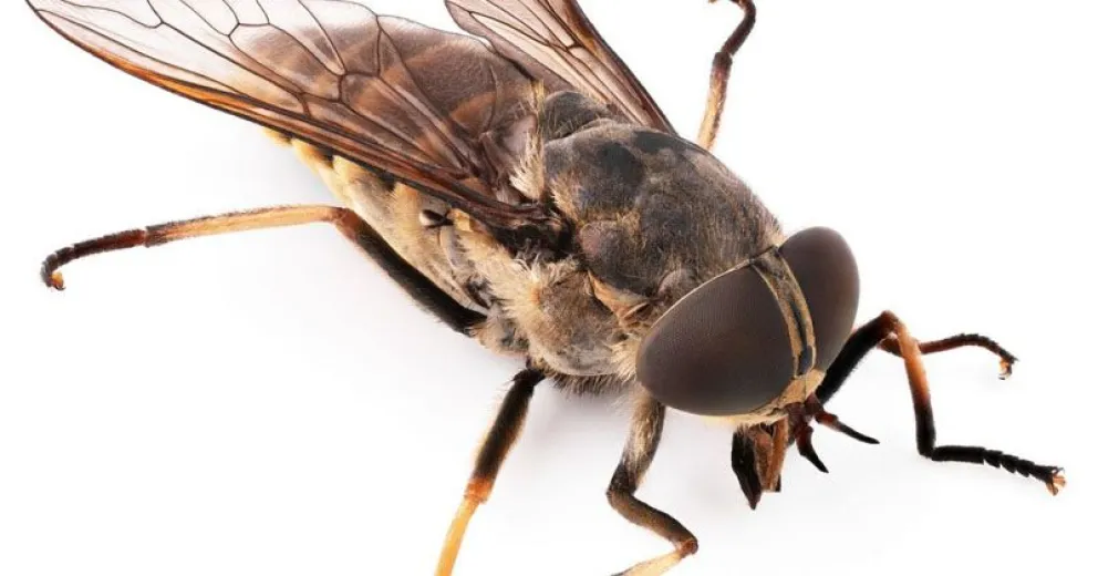 Los tábanos, insistentes y molestos