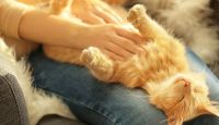 Día del gato: estas son las ventajas de tener un felino en la casa 