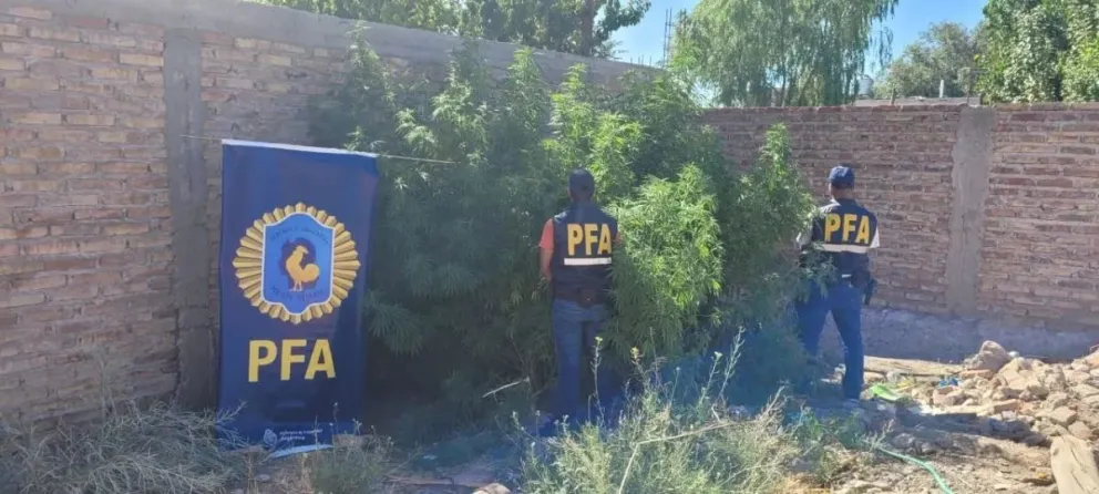 VIDEO: secuestran gran cantidad de plantas de marihuana en el Alto Valle