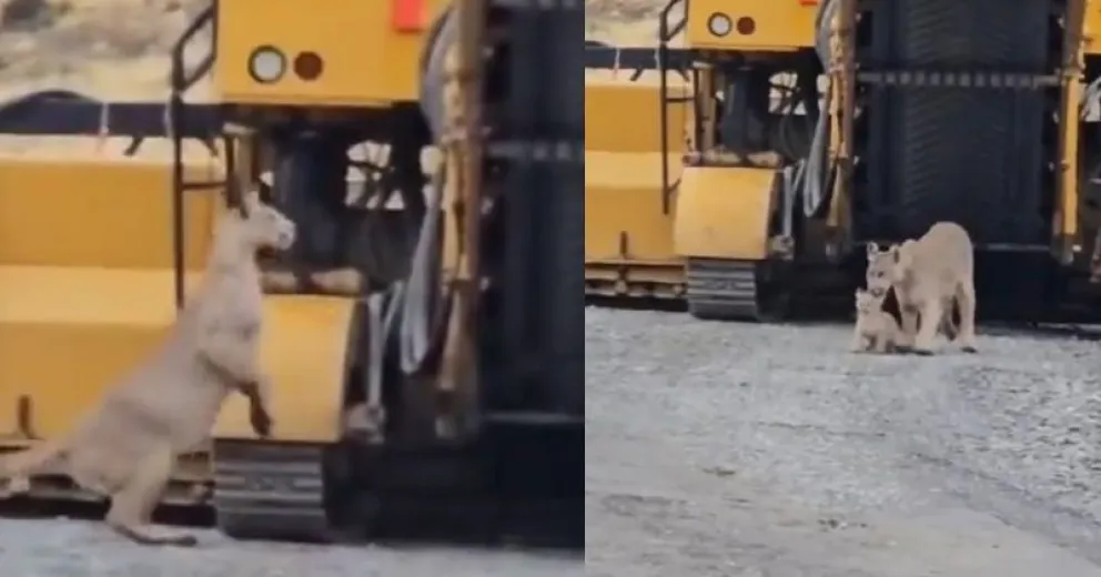 Video capta el momento en que una puma rescata a su cachorro de una máquina vial