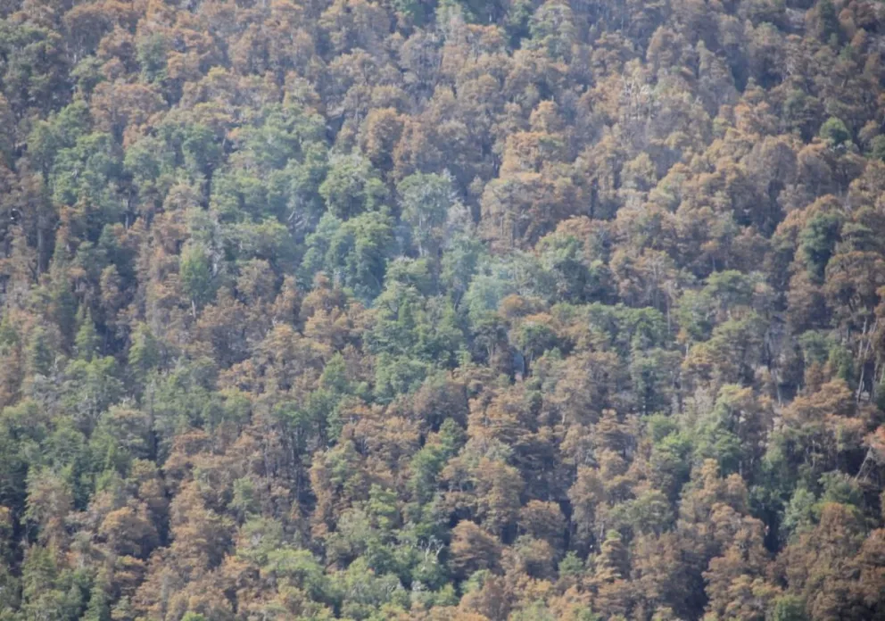 Finalmente dan por extinguido el incendio en brazo Tristeza