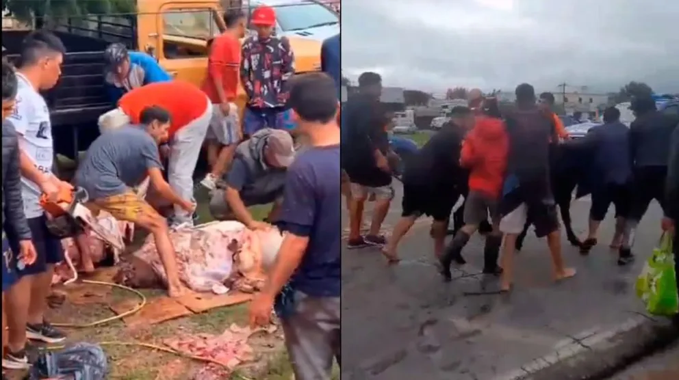 Video: volcó un camión y los vecinos faenaron animales