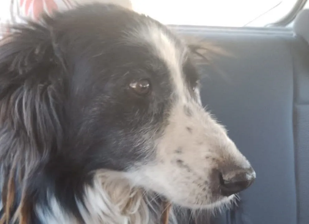 Desesperada búsqueda de "Pina", una border collie que se perdió hace dos semanas en la tormenta 