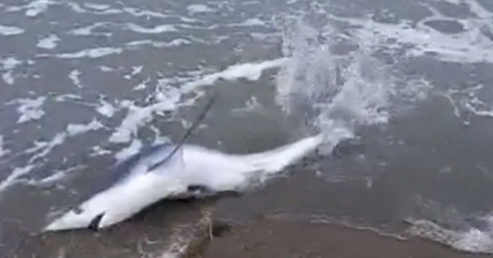 Un tiburón azul quedó varado en Playa Unión